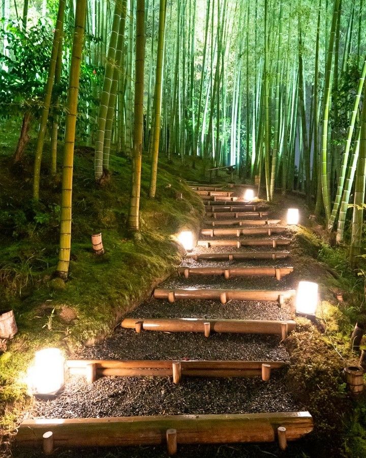 Arashiyama forest path (placeholder)